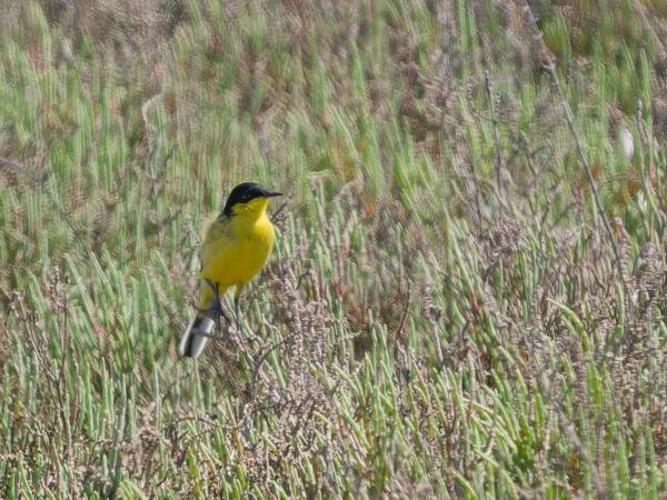 Gele kwikstaart (ssp feldegg) (Motacilla flava ssp. feldegg)